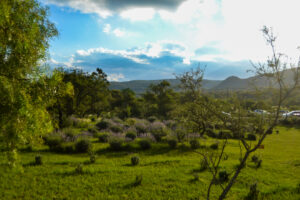 Aromaherba, Calmayo aromaherba